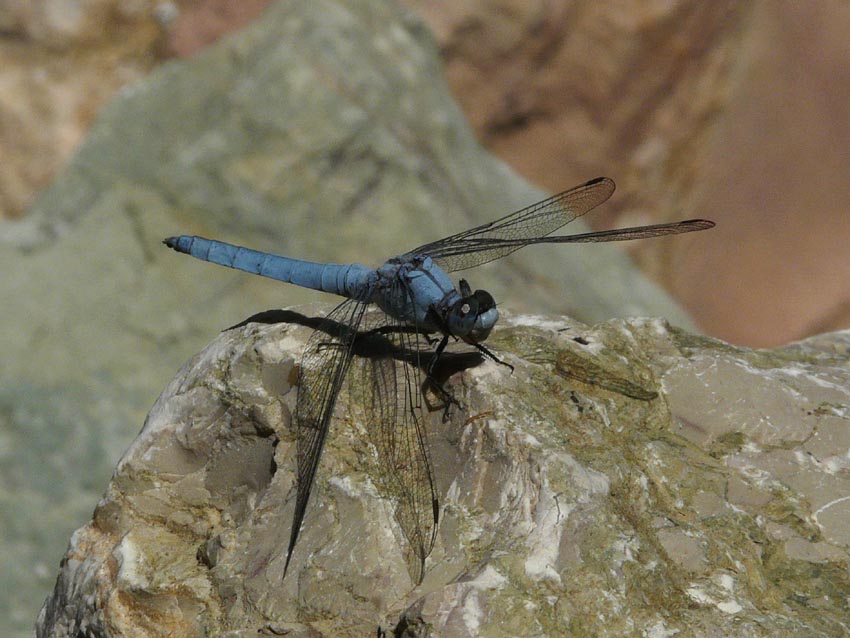 Anisottero da identificare - Orthetrum brunneum